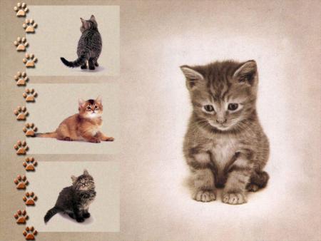 chaton et chat
